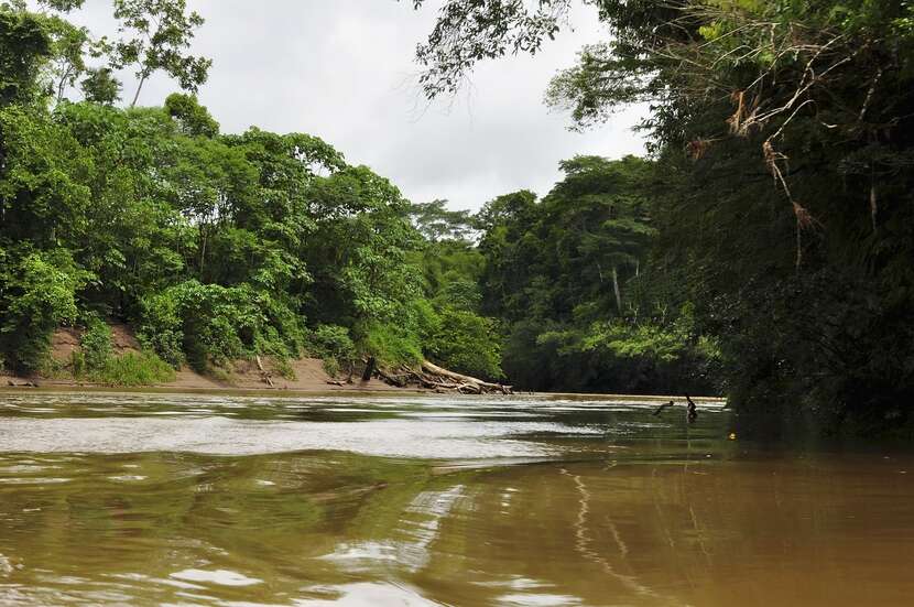 Amazońska dżungla / autor: Pixabay