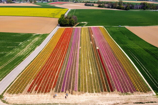 Tulipany w Nadrenii Północnej-Westfalii / autor: EPA/SASCHA STEINBACH