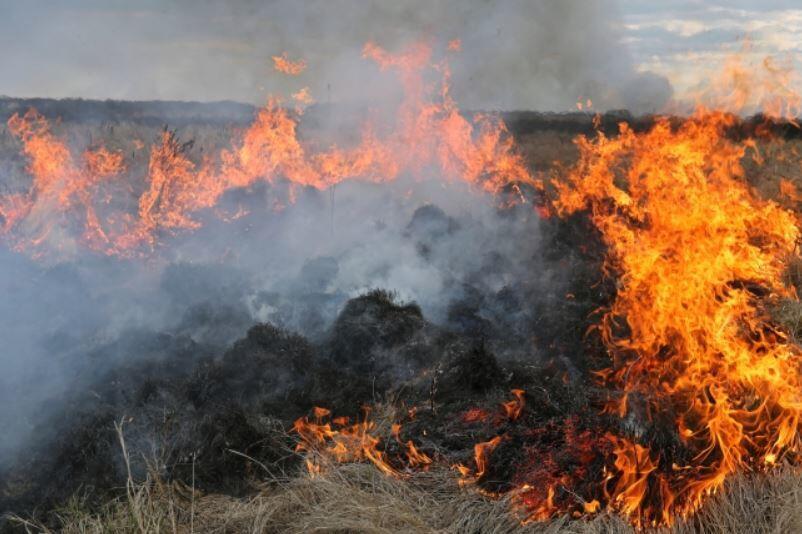 Kopytkowo, pożar w Biebrzańskim Parku Narodowym / autor: PAP/Artur Reszko