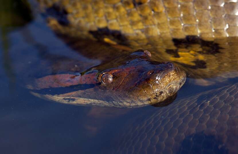 Anakonda poluje na ofiary w wodzie lub w zasadzce na lądzie. ZDJECIE ILUSTRACYJNE / autor: Pixabay