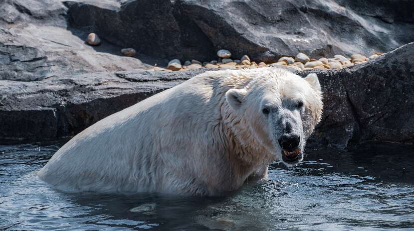 Populacja niedźwiedzi polarnych jest potencjalnie bardzo zagrożona przez zmiany środowiska w Arktyce / autor: Pixabay